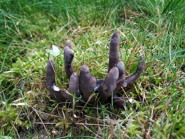 drevnatec Xylaria sp.