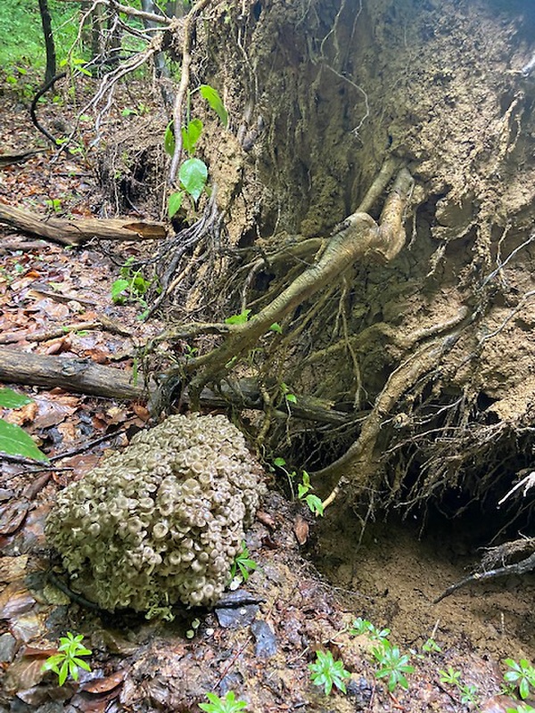 trúdnik klobúčkatý Polyporus umbellatus (Pers.) Fr.