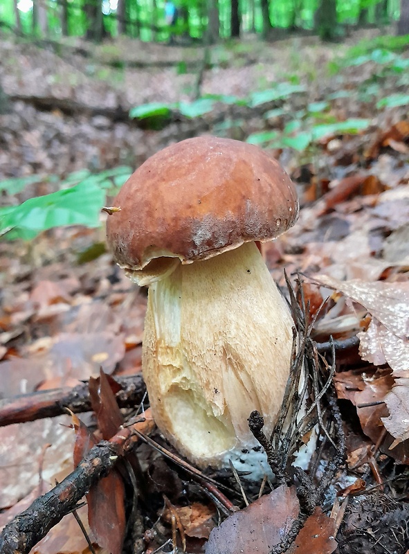 hríb dubový Boletus reticulatus Schaeff.