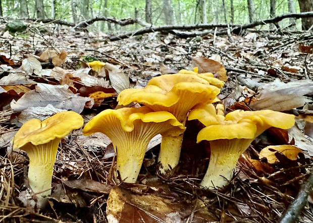 kuriatko jedlé Cantharellus cibarius Fr.