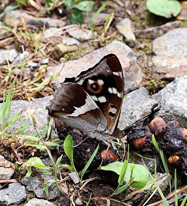 dúhovec väčší   Apatura iris