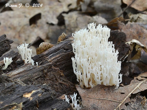 korunovec svietnikovitý Artomyces pyxidatus (Pers.) Jülich