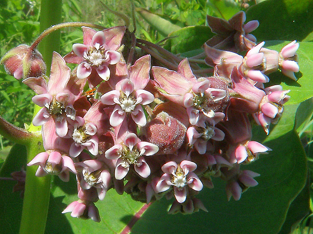 glejovka americká Asclepias syriaca L.