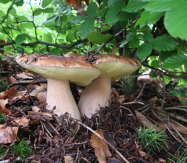 hríb smrekový Boletus edulis Bull.