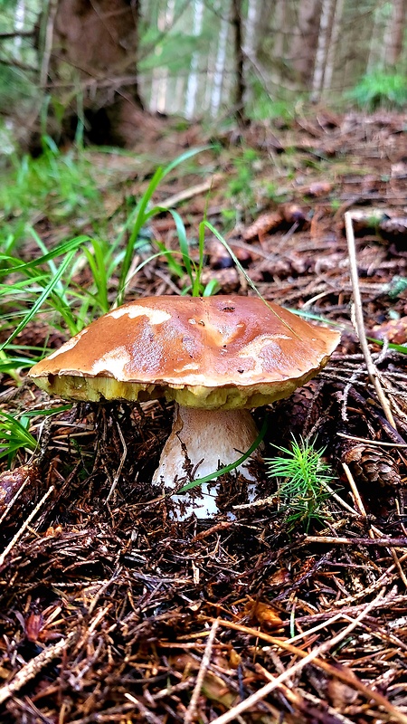 hríb smrekový Boletus edulis Bull.