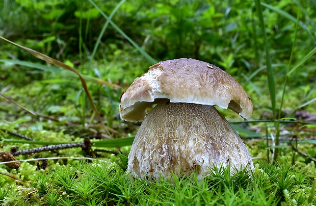 hríb smrekový Boletus edulis Bull.