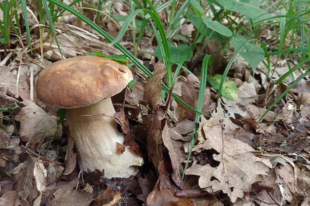 hríb dubový Boletus reticulatus Schaeff.