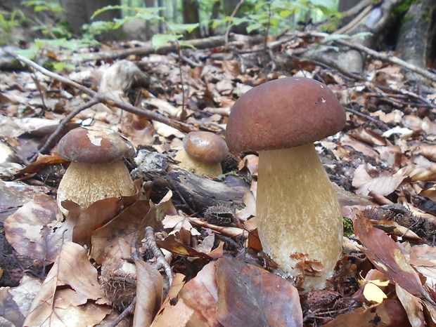 hríb dubový Boletus reticulatus Schaeff.