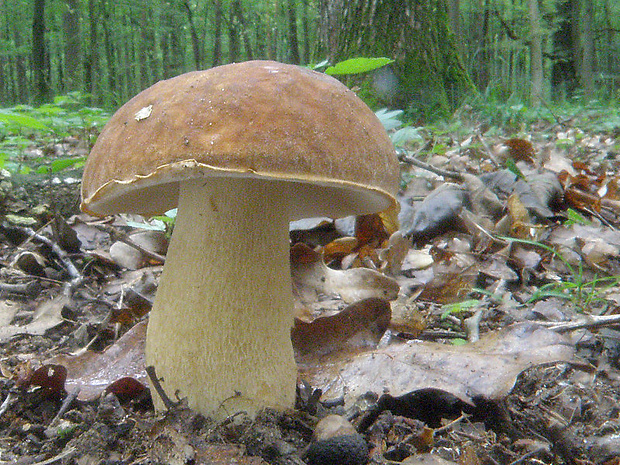 hríb dubový Boletus reticulatus Schaeff.