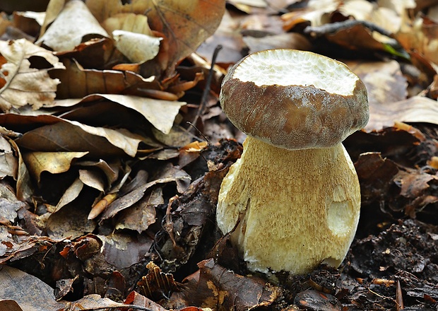 hríb dubový Boletus reticulatus Schaeff.