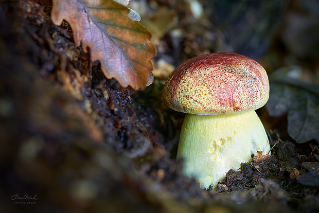 hríb kráľovský Butyriboletus regius (Krombh.) D. Arora & J.L. Frank