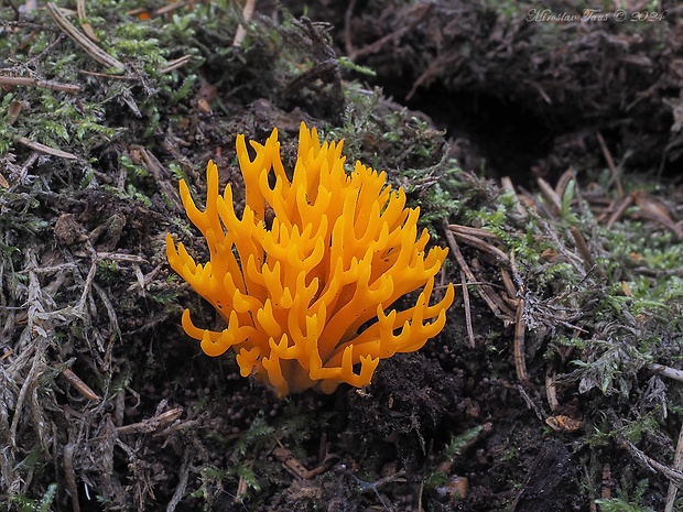 parôžkovec lepkavý Calocera viscosa (Pers.) Fr.