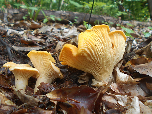 kuriatko jedlé Cantharellus cibarius Fr.