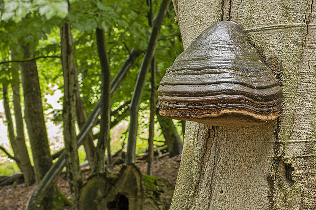 práchnovec kopytovitý Fomes fomentarius (L.) J.J. Kickx