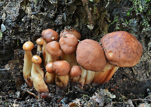 peniazovka vretenovitohlúbiková Gymnopus fusipes (Bull.) Gray