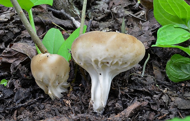 chriapač kalíškovitý Helvella acetabulum (L.) Quél.