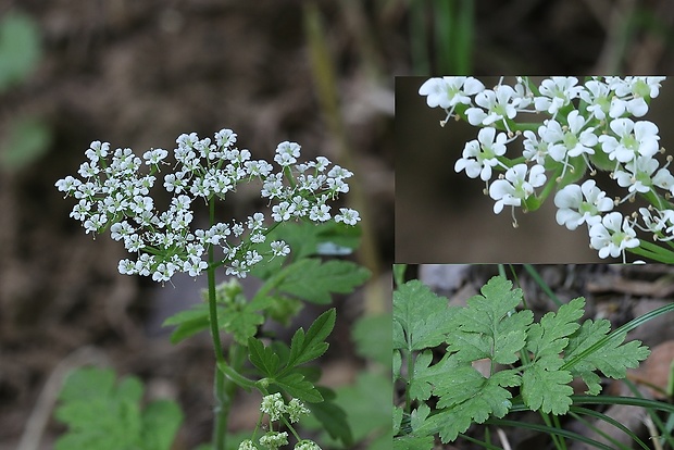 boľševník borščový Heracleum sphondylium L.