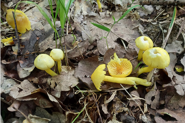 lúčnica Hygrocybe sp.