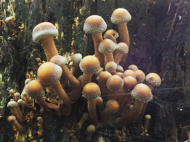 šupinačka menlivá Kuehneromyces mutabilis (Schaeff.) Singer & A.H. Sm.