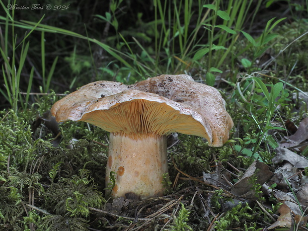 rýdzik pravý Lactarius deliciosus (L.) Gray