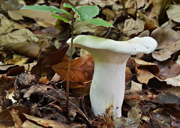 rýdzik zelenejúci Lactifluus glaucescens (Crossl.) Verbeken