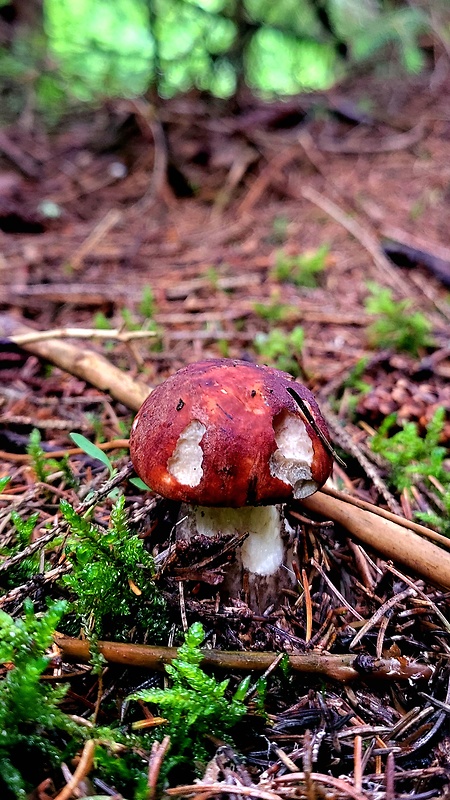 kozák smrekový Leccinum piceinum Pilát & Dermek