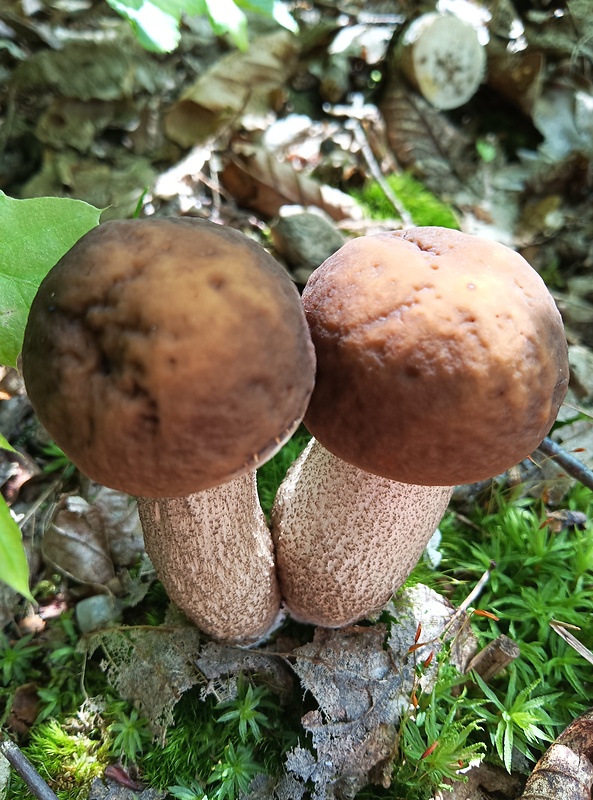 kozák hrabový Leccinum pseudoscabrum (Kallenb.) Šutara