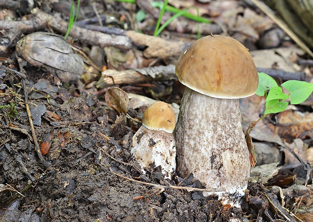 kozák hrabový Leccinum pseudoscabrum (Kallenb.) Šutara