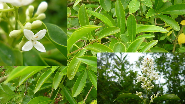 zob vtáčí Ligustrum vulgare L.