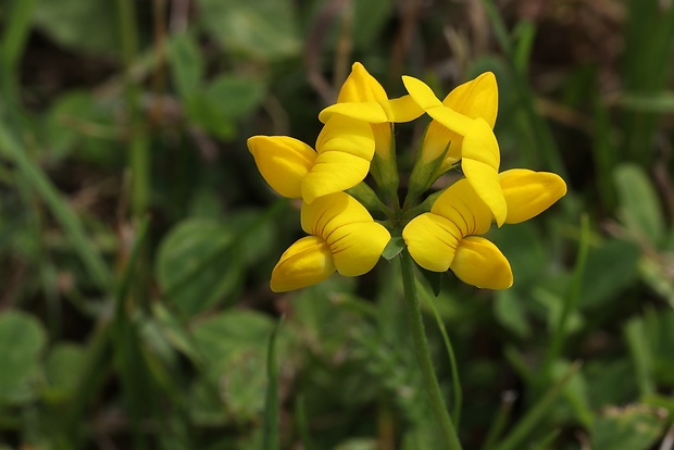 ľadenec rožkatý Lotus corniculatus L.