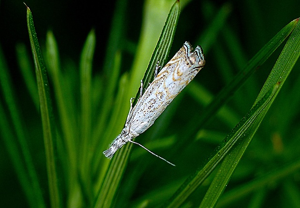 trávovec lipnicový Platytes cerussella