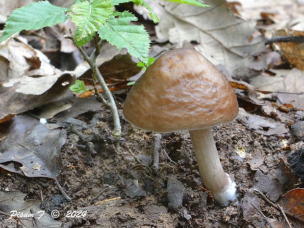 štítovka jelenia Pluteus cervinus (Schaeff.) P. Kumm.