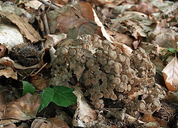 trúdnik klobúčkatý Polyporus umbellatus (Pers.) Fr.