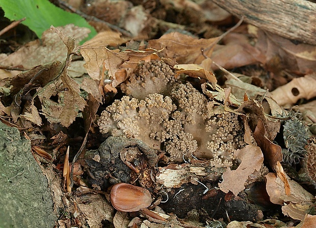 trúdnik klobúčkatý Polyporus umbellatus (Pers.) Fr.