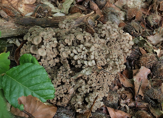 trúdnik klobúčkatý Polyporus umbellatus (Pers.) Fr.