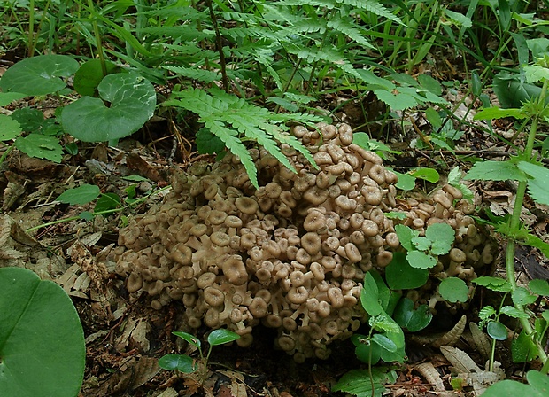 trúdnik klobúčkatý Polyporus umbellatus (Pers.) Fr.