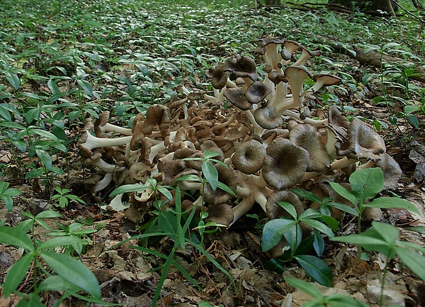 trúdnik klobúčkatý Polyporus umbellatus (Pers.) Fr.