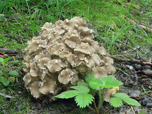 trúdnik klobúčkatý Polyporus umbellatus (Pers.) Fr.