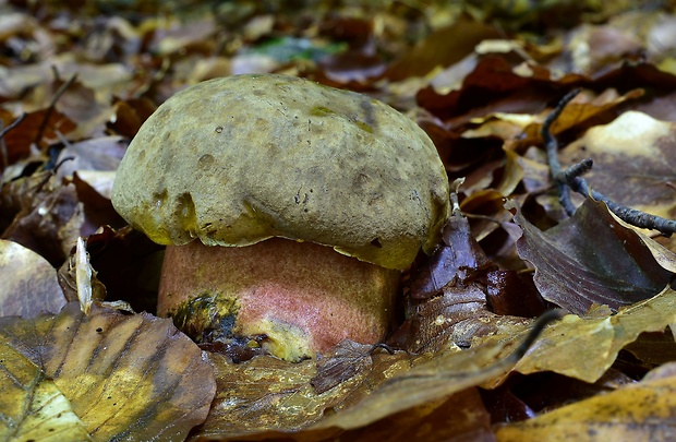 hríb zrnitohlúbikový Sutorius luridiformis (Rostk.) G. Wu & Zhu L. Yang