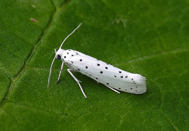 priadzovec jabloňový Yponomeuta malinellus