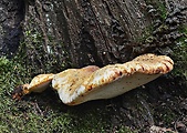 brezovník dubový