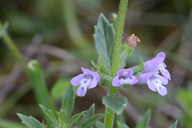 dušovka roľná Acinos arvensis (Lam.) Dandy