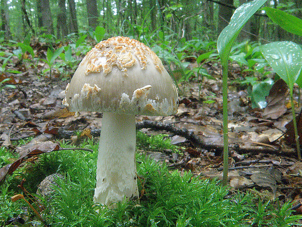 muchotrávka chrastavá Amanita ceciliae (Berk. & Broome) Bas