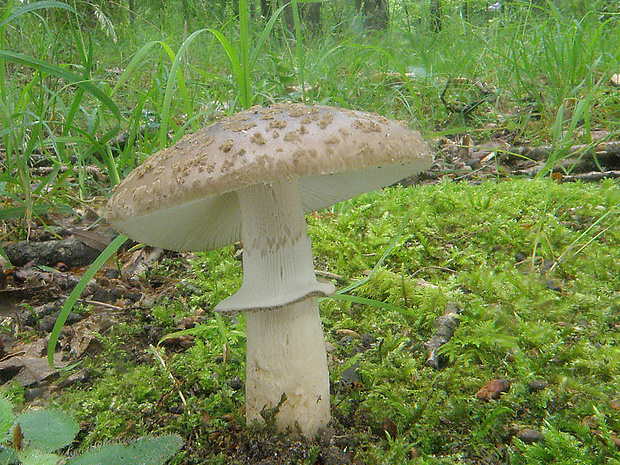 muchotrávka hrubá Amanita excelsa (Fr.) Bertill.