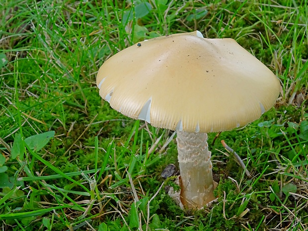 muchotrávka žltooranžová Amanita flavescens (E.-J. Gilbert & S. Lundell) Contu