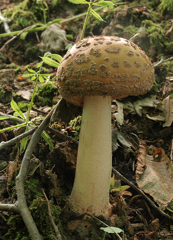 muchotrávka červenkastá Amanita rubescens Pers.