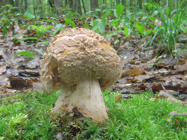 muchotrávka červenkastá Amanita rubescens Pers.