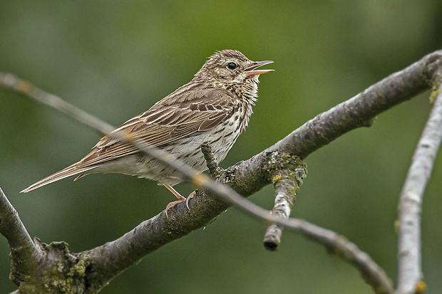 ľabtuška lesná  Anthus trivialis