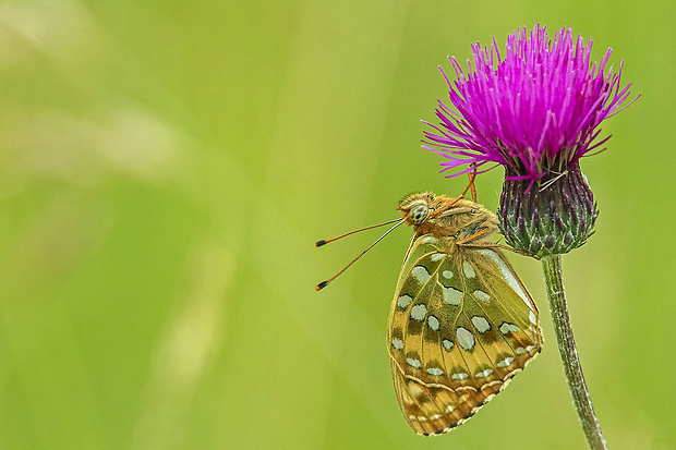 perlovec veľký Argynnis aglaja