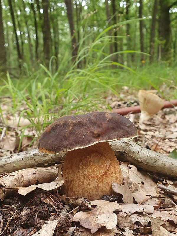 hríb bronzový Boletus aereus Bull. ex Fr.